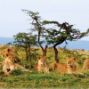 Masai Mara