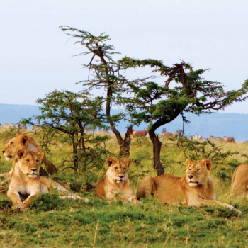 Masai Mara